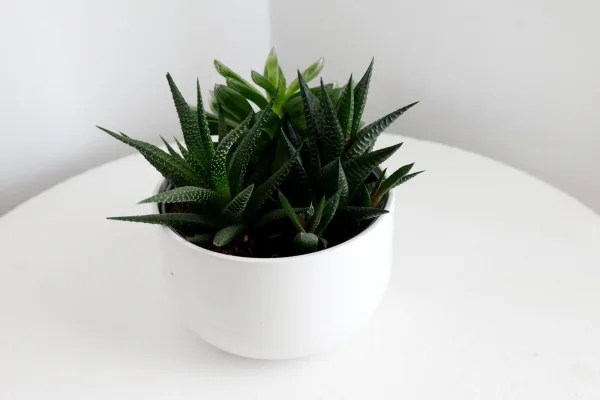 catus catus